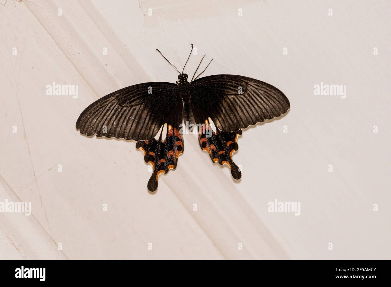 Farfalla mormon comune piena alata seduta su sfondo bianco parete all'interno della casa. Bella farfalla nera jet con linea grigia e puntini arancioni Foto Stock
