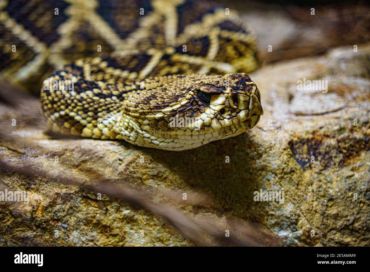 serpente di sonaglino orientale su roccia Foto Stock