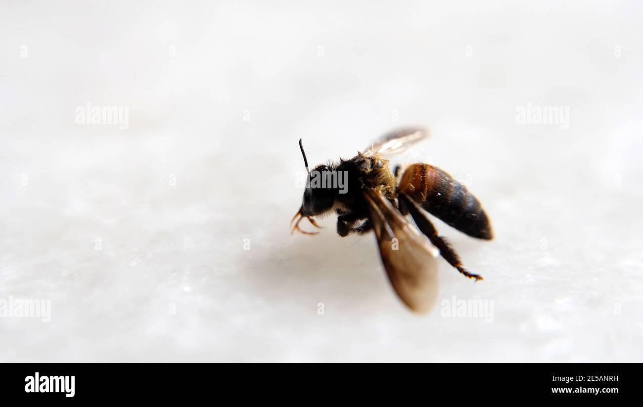 Primo piano di un'ape di miele morta, vista laterale. Su una superficie di marmo bianco. Con spazio per la copia a sinistra. Foto Stock