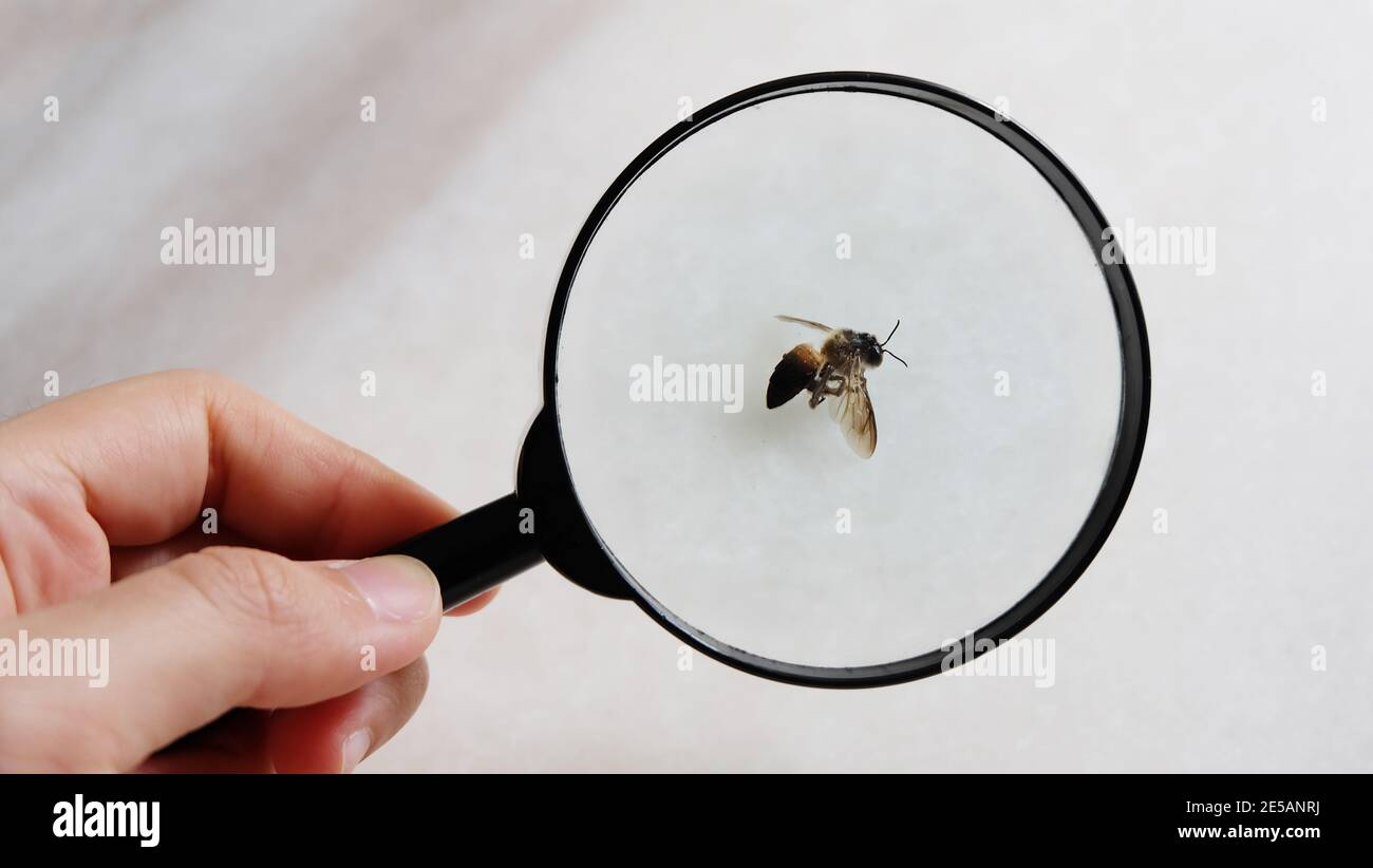 Guardando un'ape morta di miele attraverso un vetro nero di ingrandimento, tenere con una mano. Foto Stock