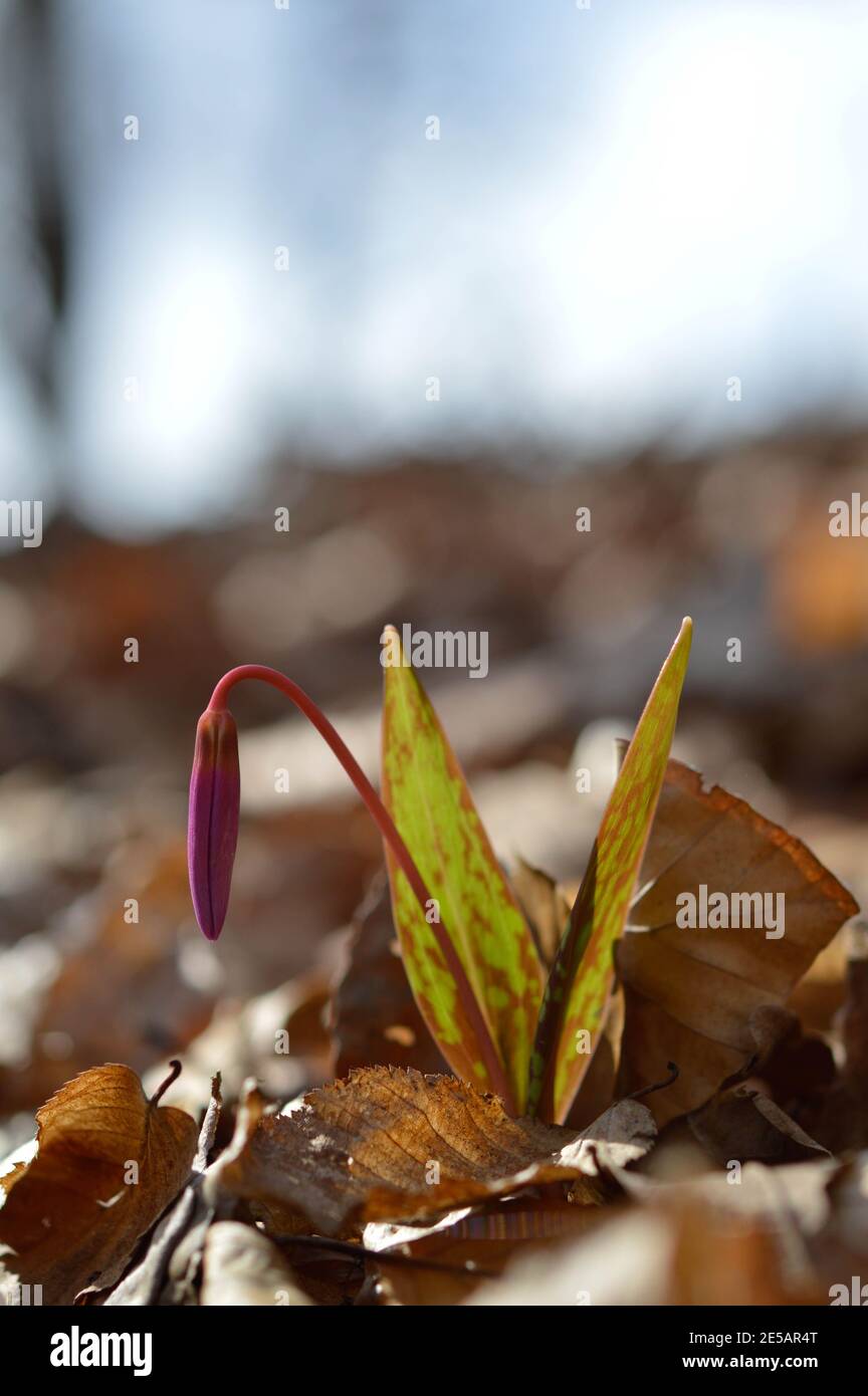 Erythronium Dens-canis, il dente del cane viola, l'alba gigli germoglio. Primo rosa, porpora fiore selvatico pronto a fiorire. Foto Stock
