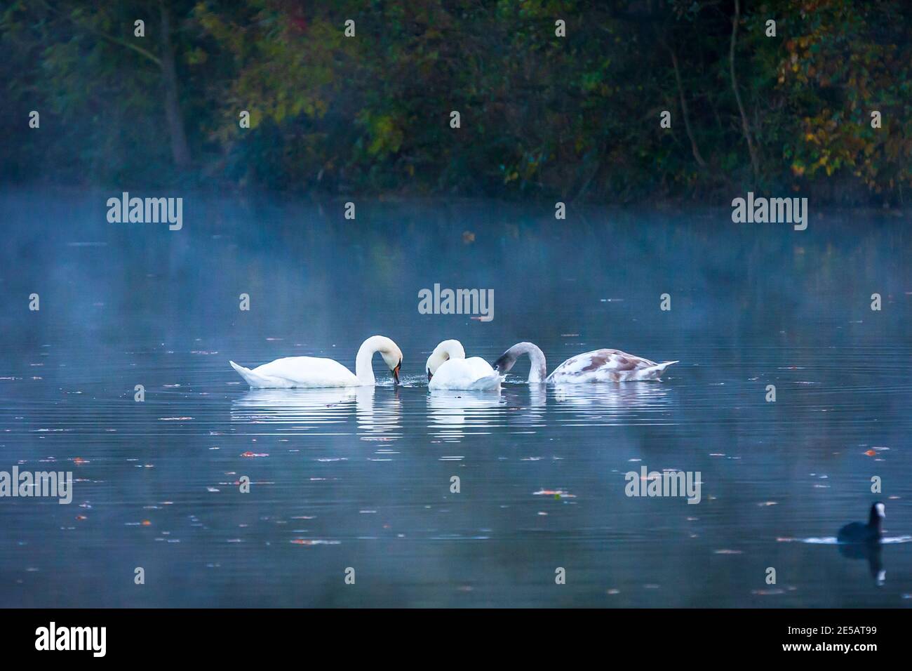 Cigni nella nebbia su un lago Foto Stock