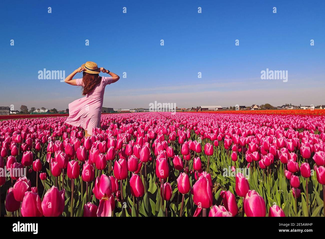 Donna turistica in abito rosa e cappello di paglia in piedi tulip field Foto Stock