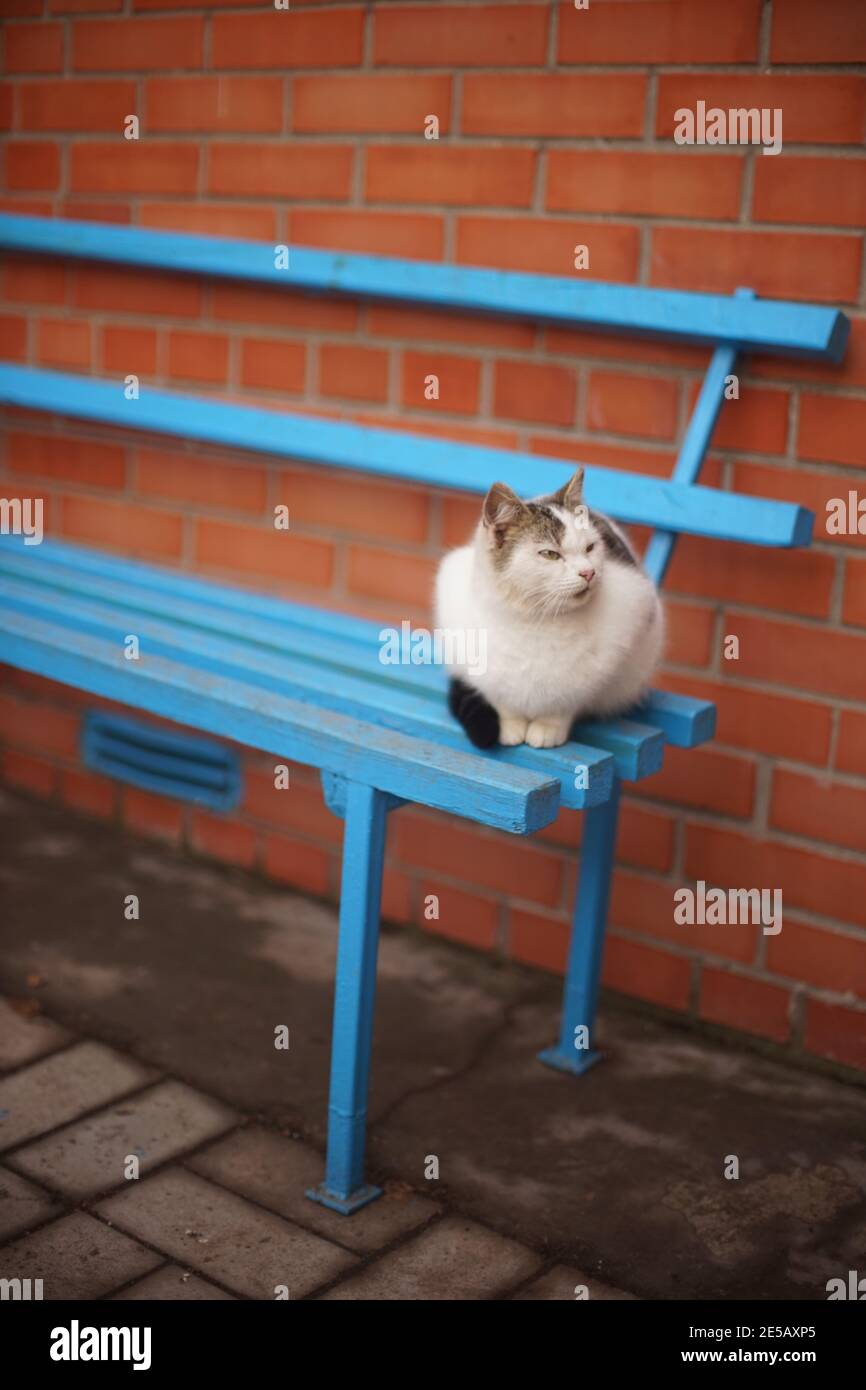 il gatto bianco riposa sulla panca di legno blu Foto Stock