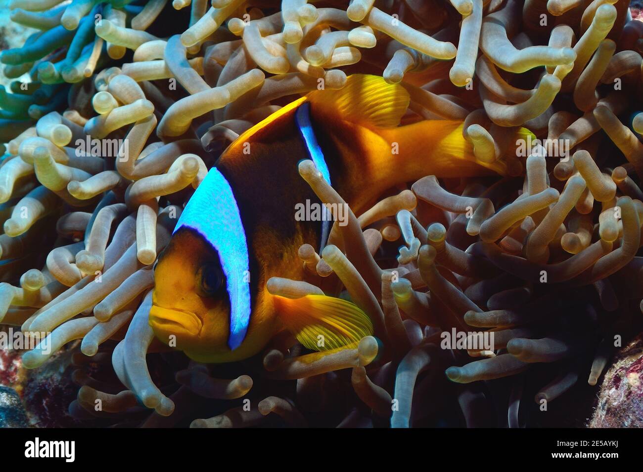 Anphiprion bicinctus, anemonefish di mare rosso, pesce pagliaccio di mare rosso, Rotmeer-Anemonenfisch, Coraya Beach, Rotes Meer, Ägypten, Mar Rosso, Egitto Foto Stock