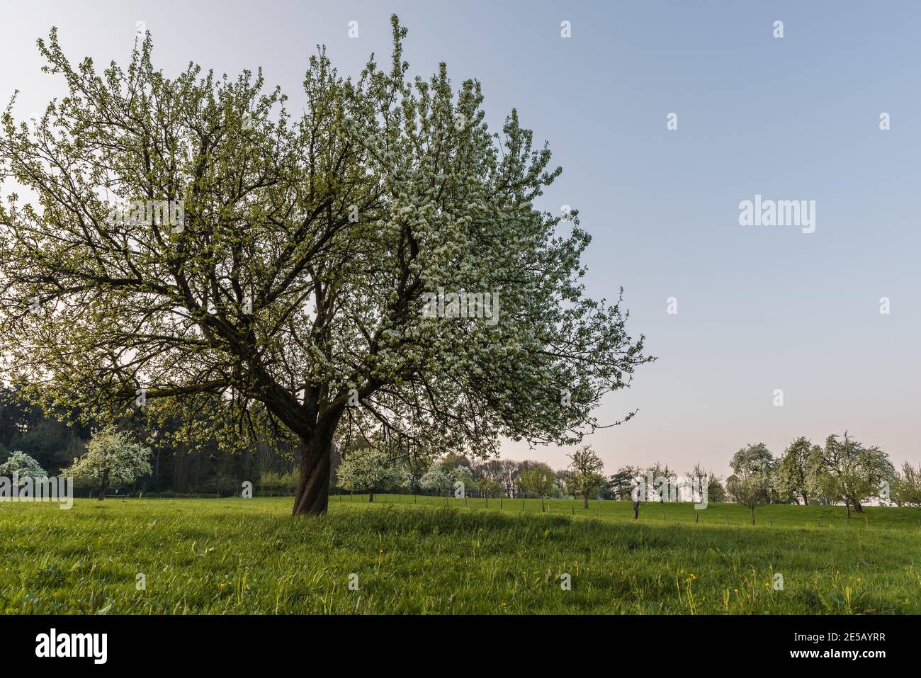 Albero di pera fiorente su un frutteto di prato alla luce del mattino, Heidelberg, Baden-Wuerttemberg, Germania Foto Stock