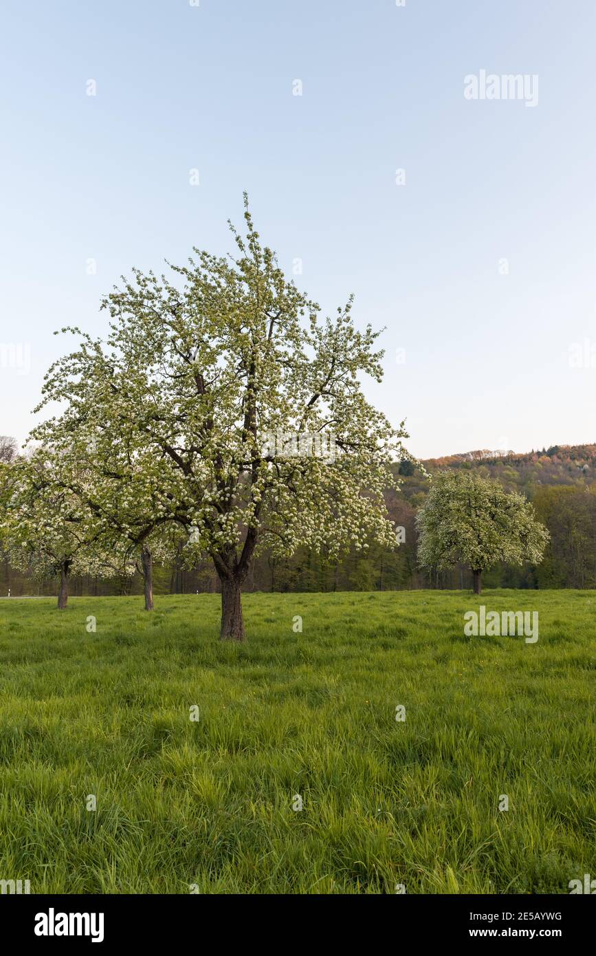 Albero di pera fiorente su un frutteto di prato alla luce del mattino, Heidelberg, Baden-Wuerttemberg, Germania Foto Stock