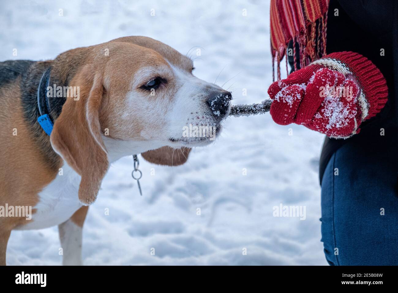 Beagle mite un bastone che gioca con il proprietario in un parco invernale innevato, Foxhound allenamento Foto Stock