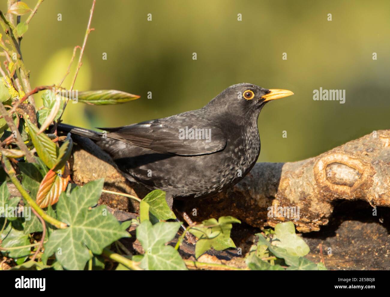 Blackbird, Turdidae, arroccato su una filiale in un giardino britannico, gennaio 2021 Foto Stock