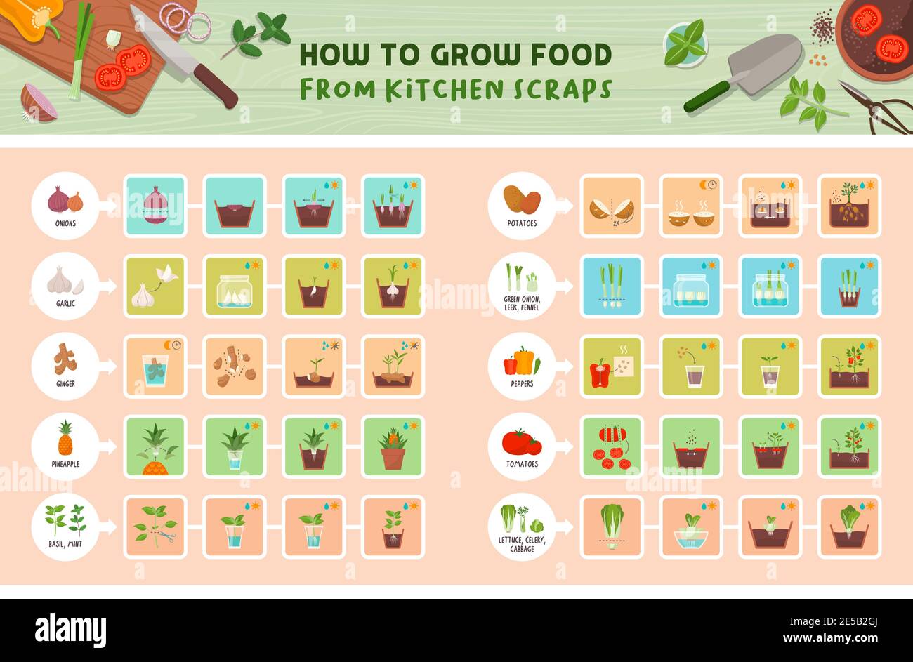 Come coltivare cibo da cucina scraps infografica: Come coltivare verdure da avanzi passo dopo passo guida, sano concetto di vita sostenibile Illustrazione Vettoriale