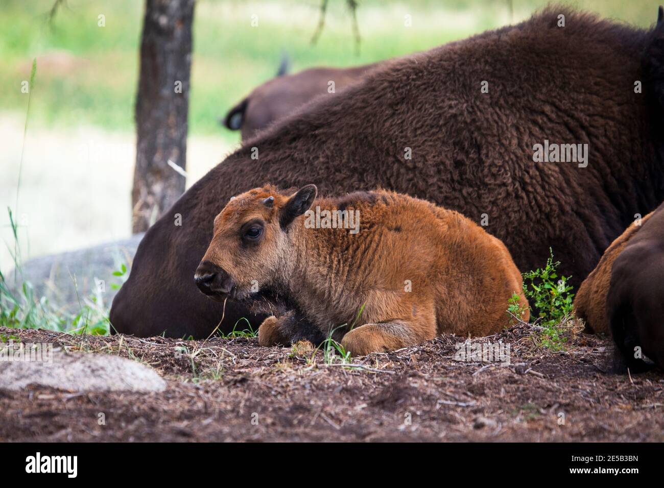 Bison vitello, o bufalo americano, vicino al fiume Yellowstone, tra Tower Junction e Lamar Valley, Yellowstone National Park, Wyoming. C'è arou Foto Stock Bison vitello, o bufalo americano, vicino al fiume Yellowstone, tra Tower Junction e Lamar Valley, Yellowstone National Park, Wyoming. C'è arou Foto Stock