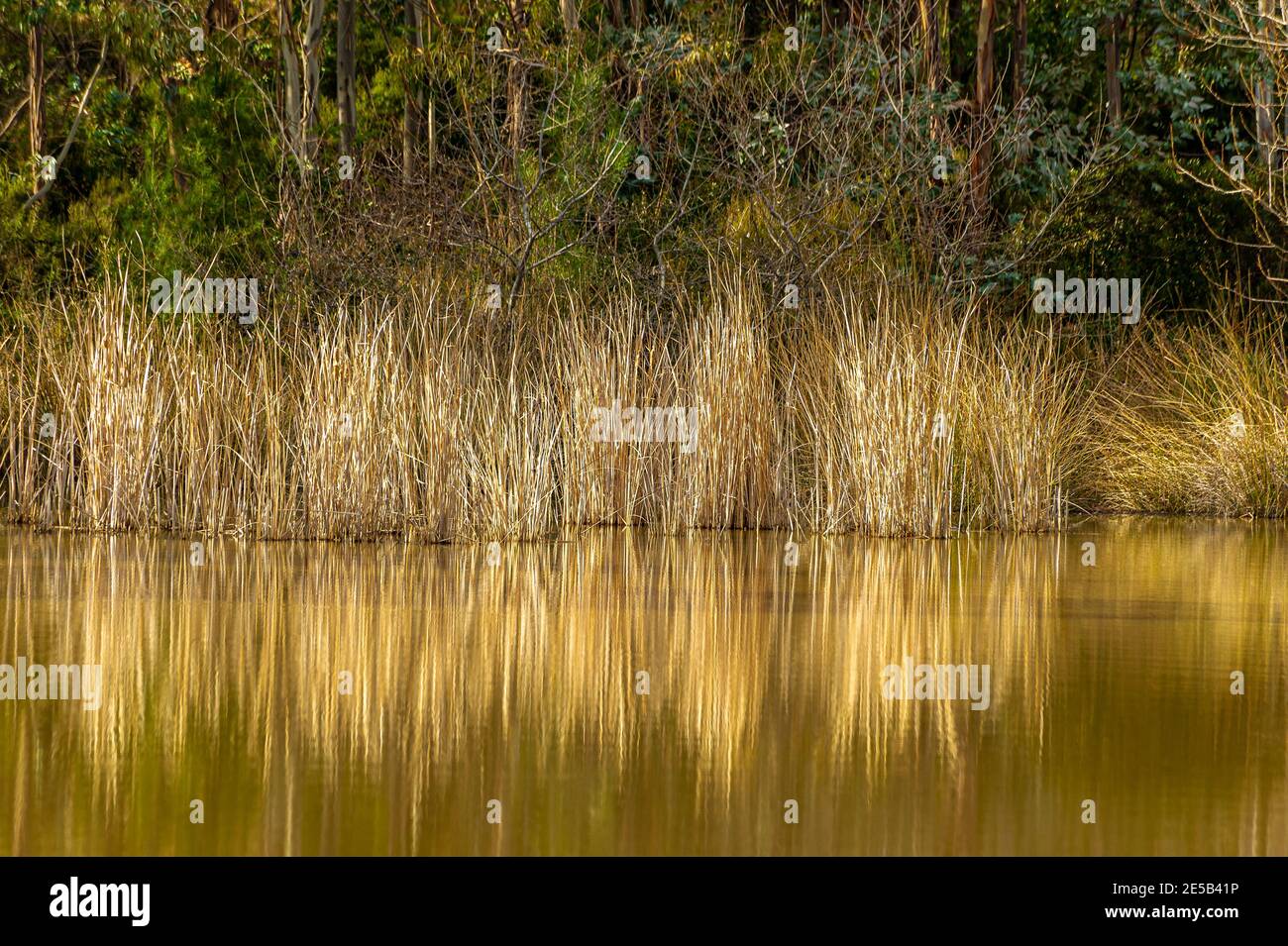 Tramonto su un lago di montagna nell'entroterra della Provenza. Il bel colore giallo delle canne si riflette nell'acqua. Foto Stock