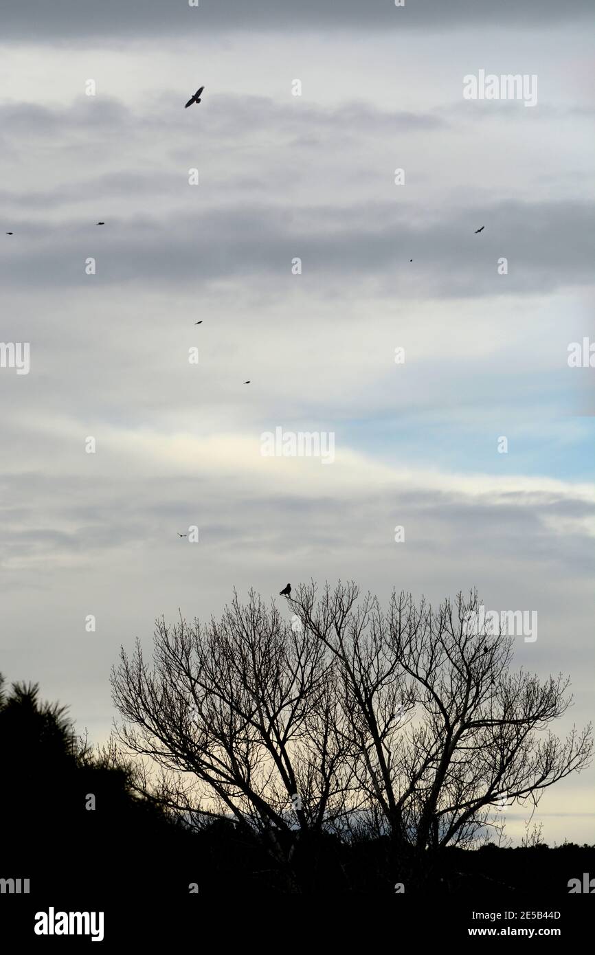 Ravens perch in un albero senza frondolo e lentamente librarsi nel cielo sopra il sud-ovest americano vicino a Santa Fe, New Mexico. Foto Stock