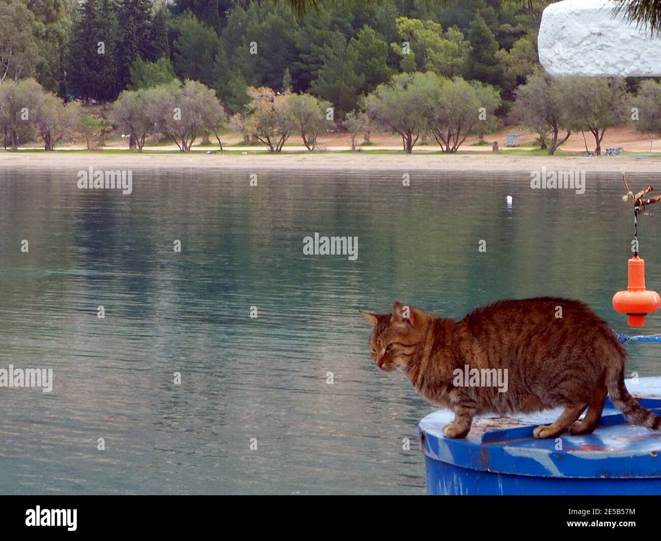 Gatto marrone arroccato sopra l'acqua, Carathona, Peloponneso, Grecia Foto Stock