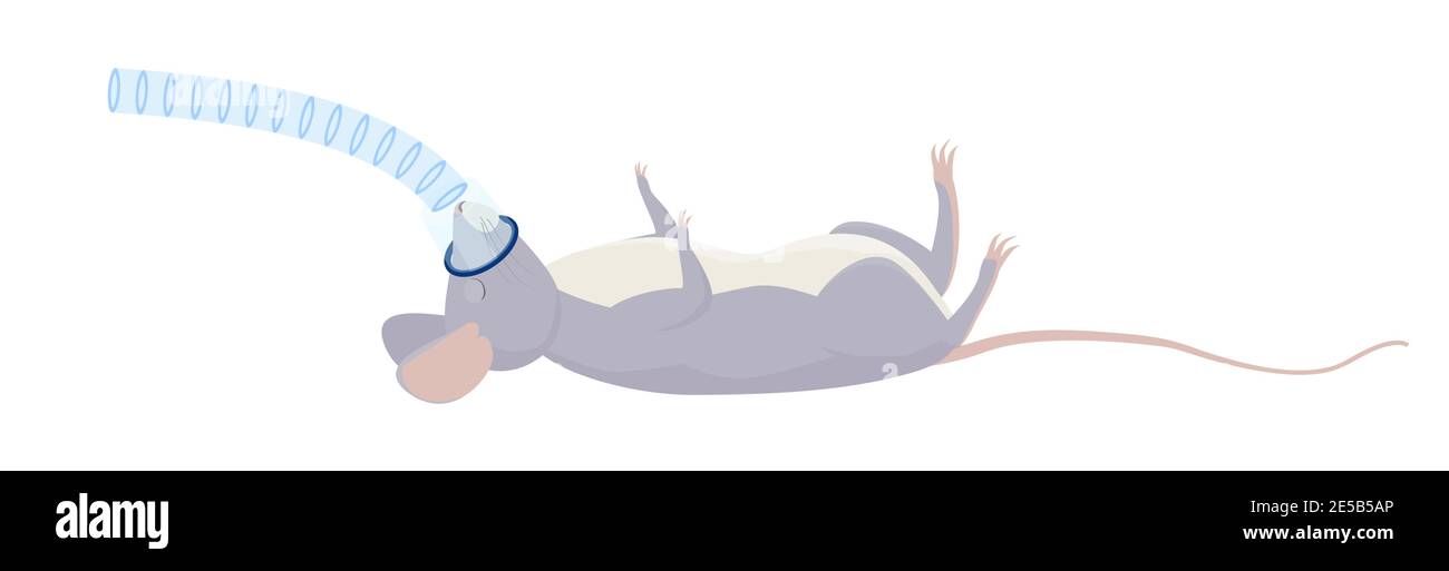 Topo di ratto o grigio con anestesia inalatoria, concetto di intervento chirurgico medico. Illustrazione di cartoni animati veterinari. Ventilazione polmonare non invasiva Illustrazione Vettoriale