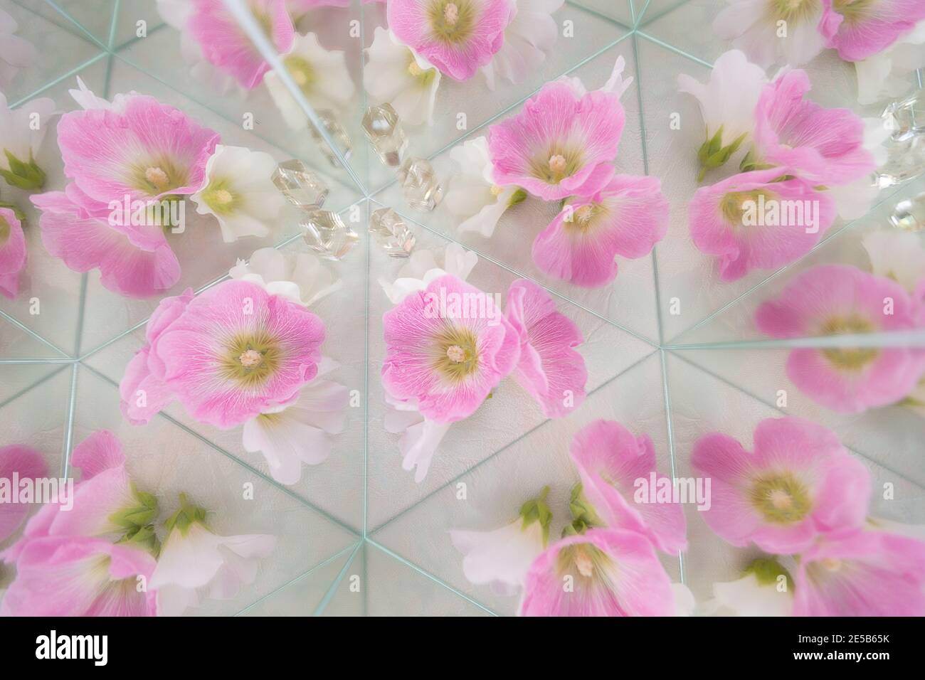 malvaceae sfondo floreale chiaro con effetto caleidoscopio in boho o. stile bohémien con stucture a geometria esagonale Foto Stock