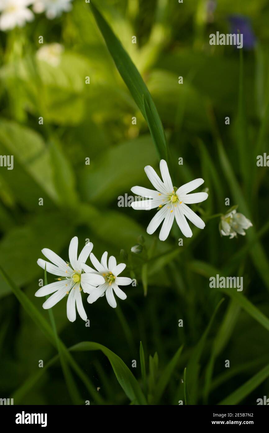 Grande Stitchwort nome latino Rabelera fiori di ologa sul bosco passeggiata In primavera a Wrexham nel Galles del Nord Foto Stock