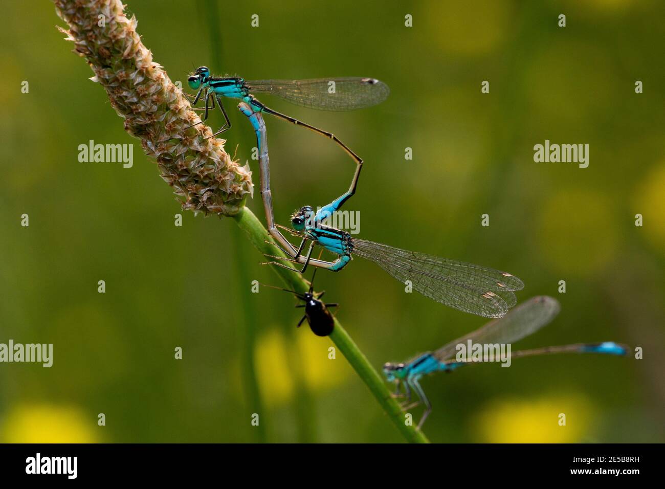 accoppiamento libellule Foto Stock
