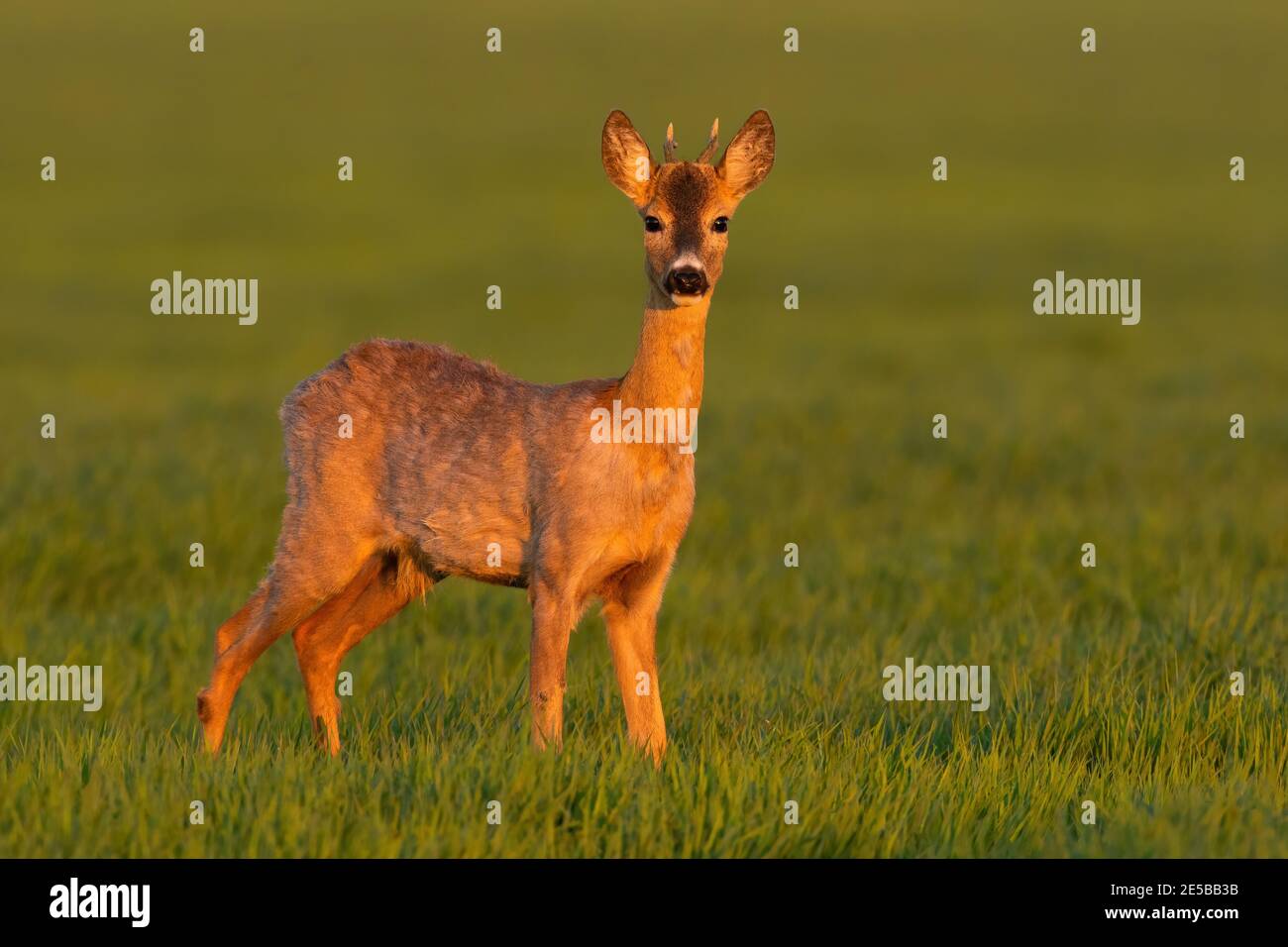 Giovane capriolo che si erge sul prato al tramonto in primavera. Foto Stock