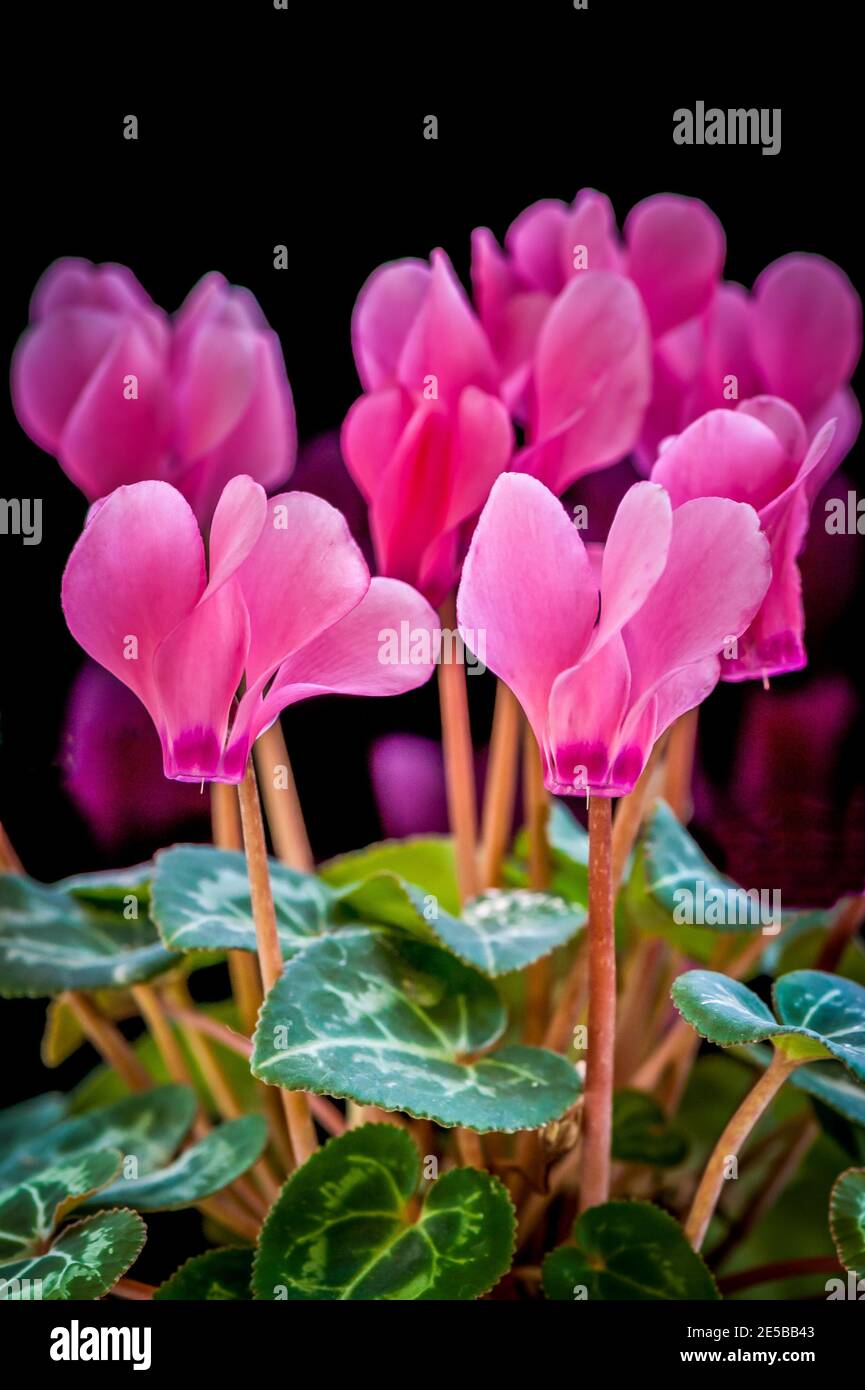 Il ciclamino è un genere di 23 specie di piante perenni provenienti da tuberi, valorizzate per i loro fiori con petali spazzati dall'alto e foglie variamente modellate. Cycla Foto Stock