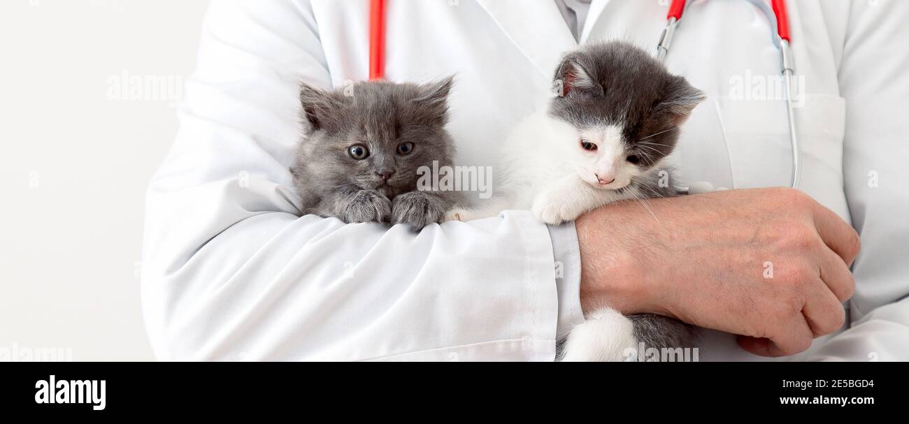 Gatti nelle mani del medico di Vet. Veterinario medico che esamina i gattini. Gatti di mammifero in clinica veterinaria. Vet medicina per animali domestici e gatti. Cucciolo animale Foto Stock