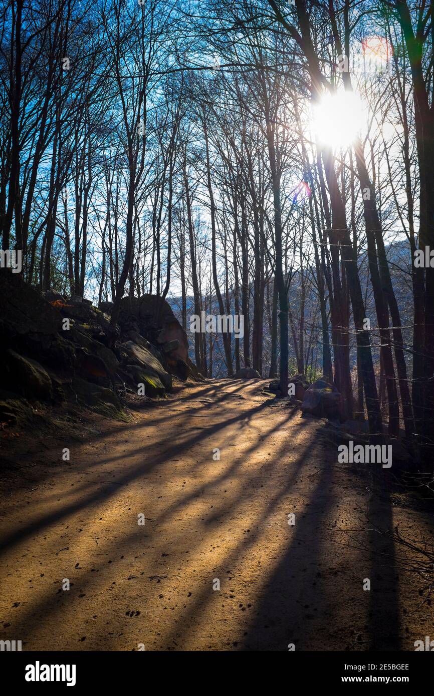 Inverno sentiero forestale Parc Natural de Montseny, Catalogna Foto Stock