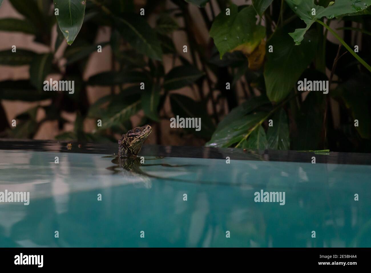 Sailfin Filippine Lizard o Hydrosaurus Pustulatus in piscina Foto Stock
