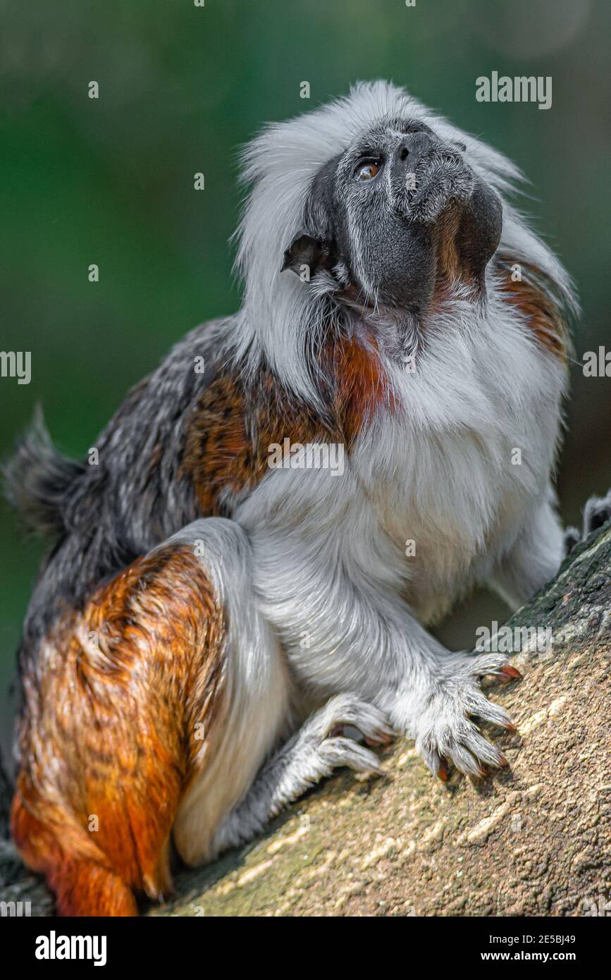 Ritratto di divertente e colorato Geoffroy marmoset scimmia dal Brasile Amazzonia giungle, adulto, maschio Foto Stock