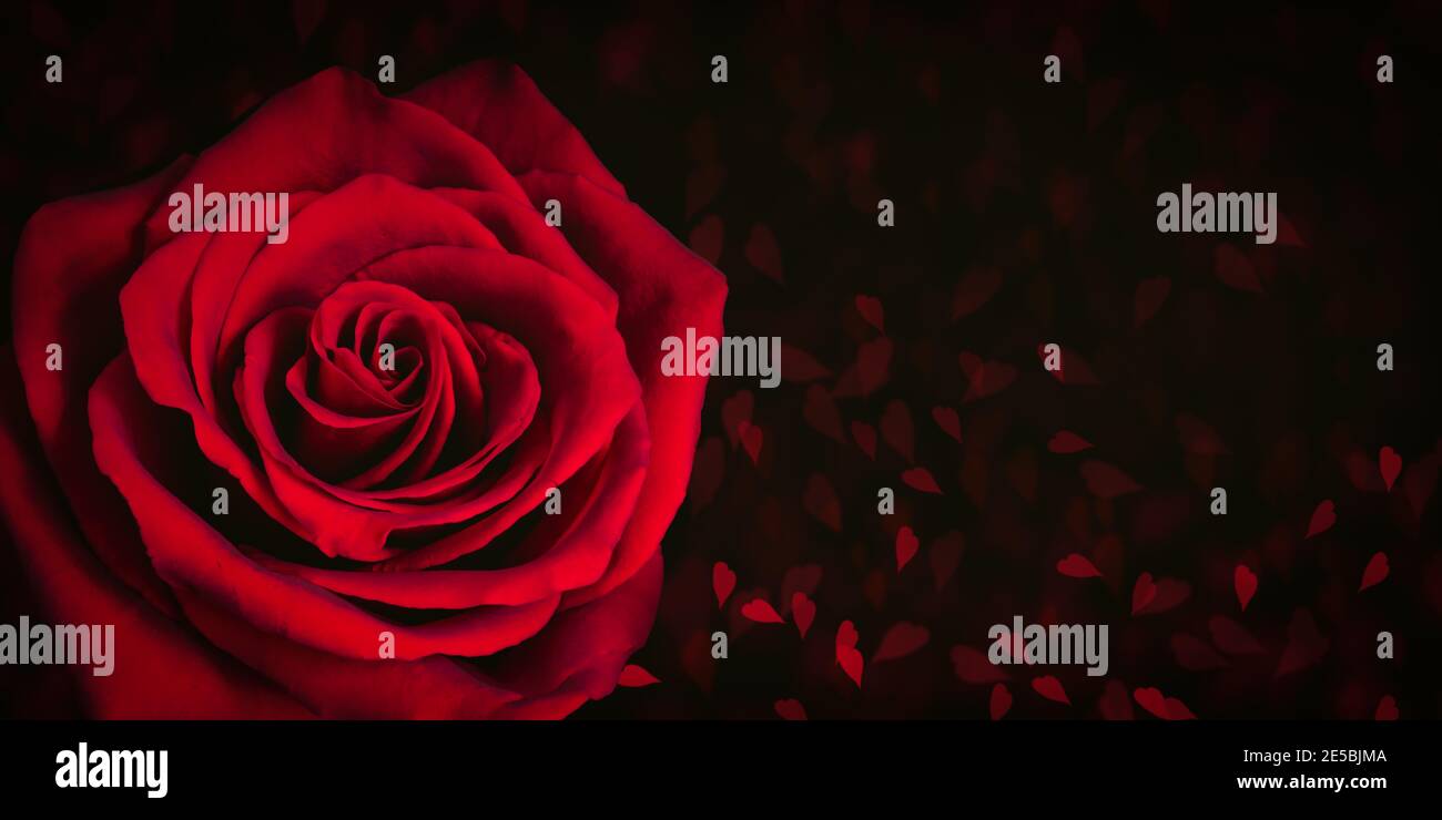 Rosa rossa su sfondo nero con cuori sfocati. Foto Stock