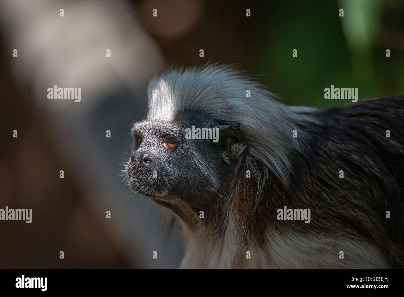 Ritratto di divertente e colorato Geoffroy marmoset scimmia dal Brasile Amazzonia giungle, adulto, maschio Foto Stock