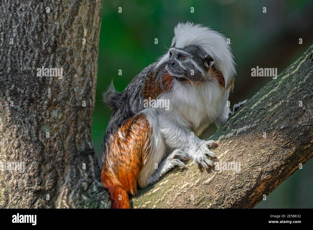 Ritratto di divertente e colorato Geoffroy marmoset scimmia dal Brasile Amazzonia giungle, adulto, maschio Foto Stock