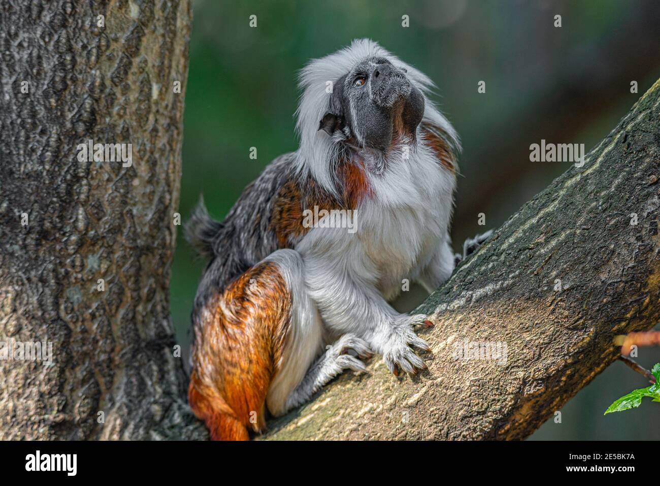 Ritratto di divertente e colorato Geoffroy marmoset scimmia dal Brasile Amazzonia giungle, adulto, maschio Foto Stock