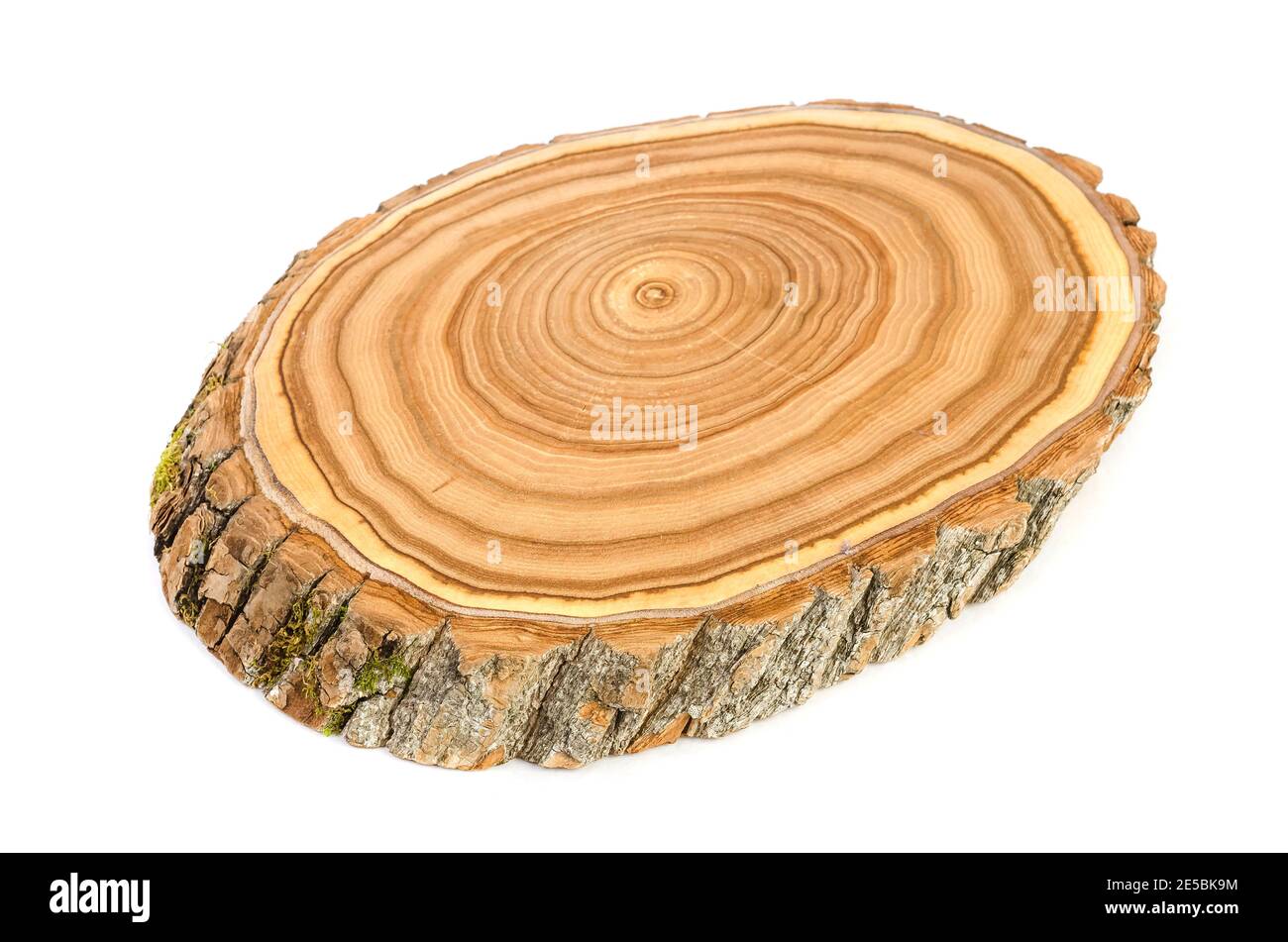 Sezione trasversale di una fetta di tronco di albero di legno tagliata con crepe e anelli ondulati dai boschi Foto Stock