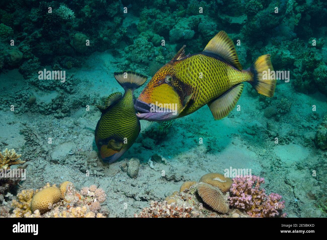 Balistoides viridesens, triggerfish gigante, titano triggerfish, Riesen-Drückerfisch, Titan-Drückerfisch, coppia, nidificazione, Paar, Brutpflege Foto Stock