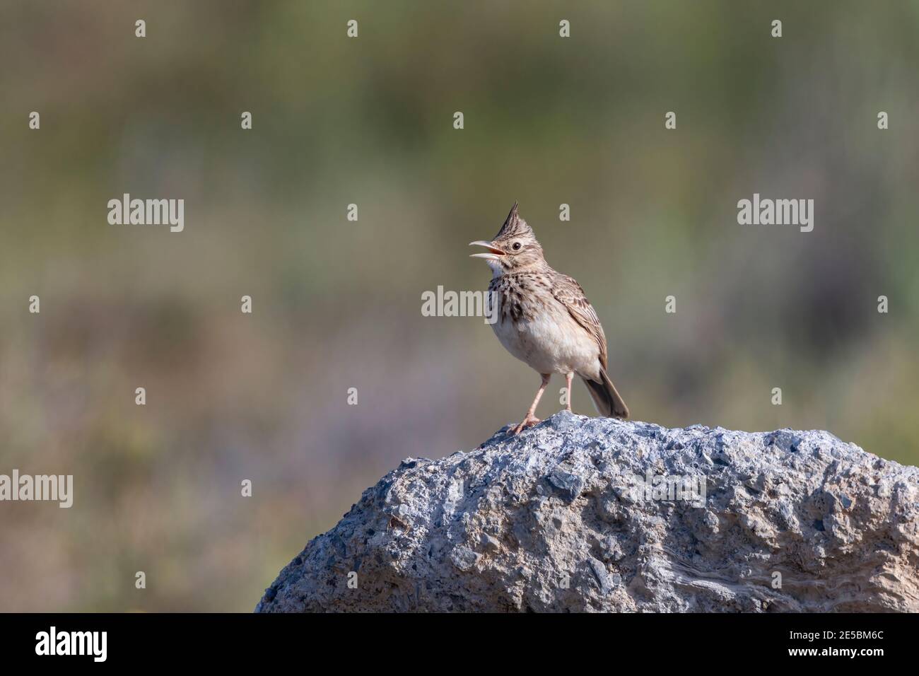 Larice crestata, Galerida cristata, uccello singolo arroccato sulla roccia, Creta, Grece Foto Stock