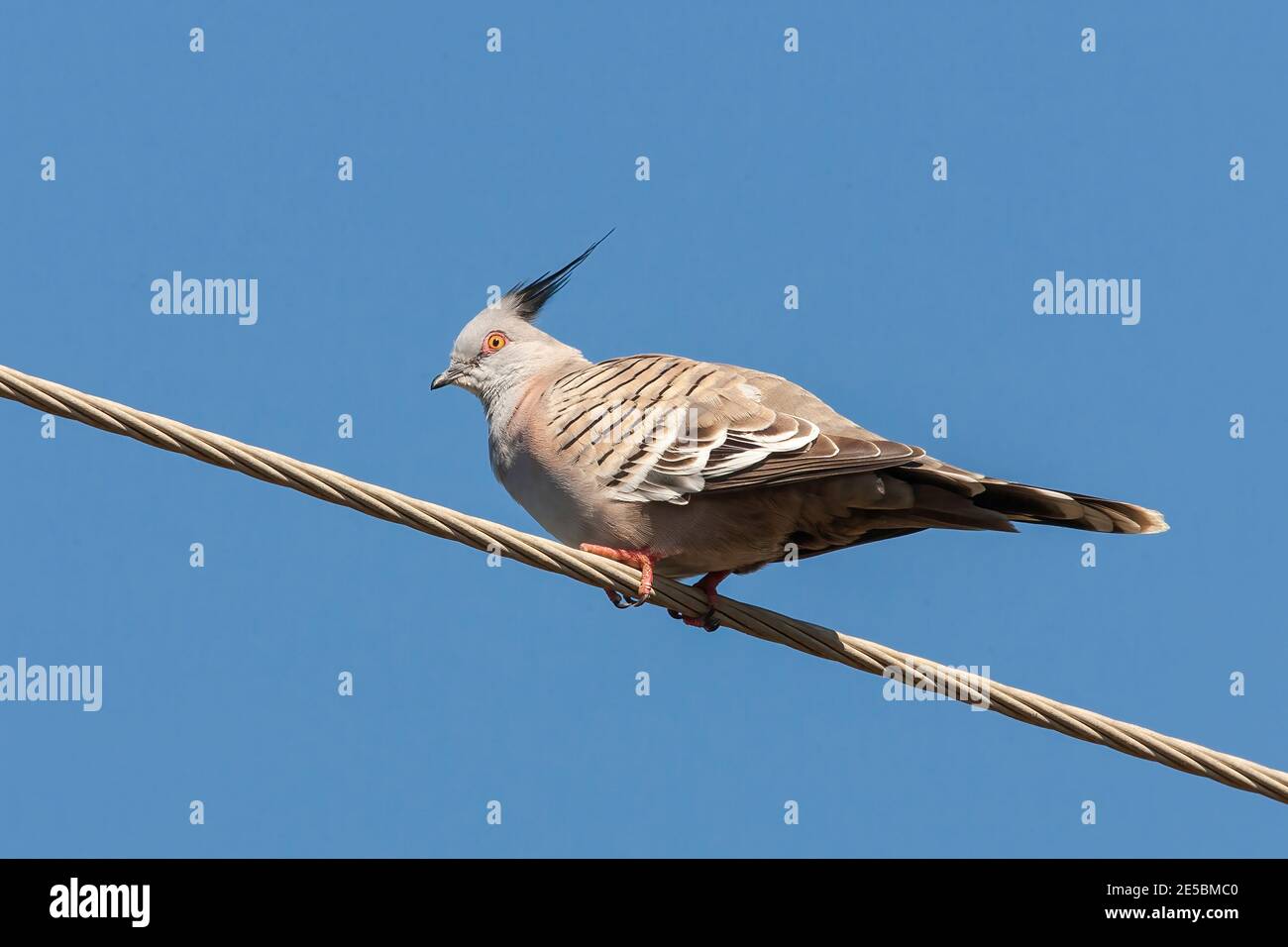 Crested Pigeon, Yeponon, Australia, 14 agosto 2007 Foto Stock