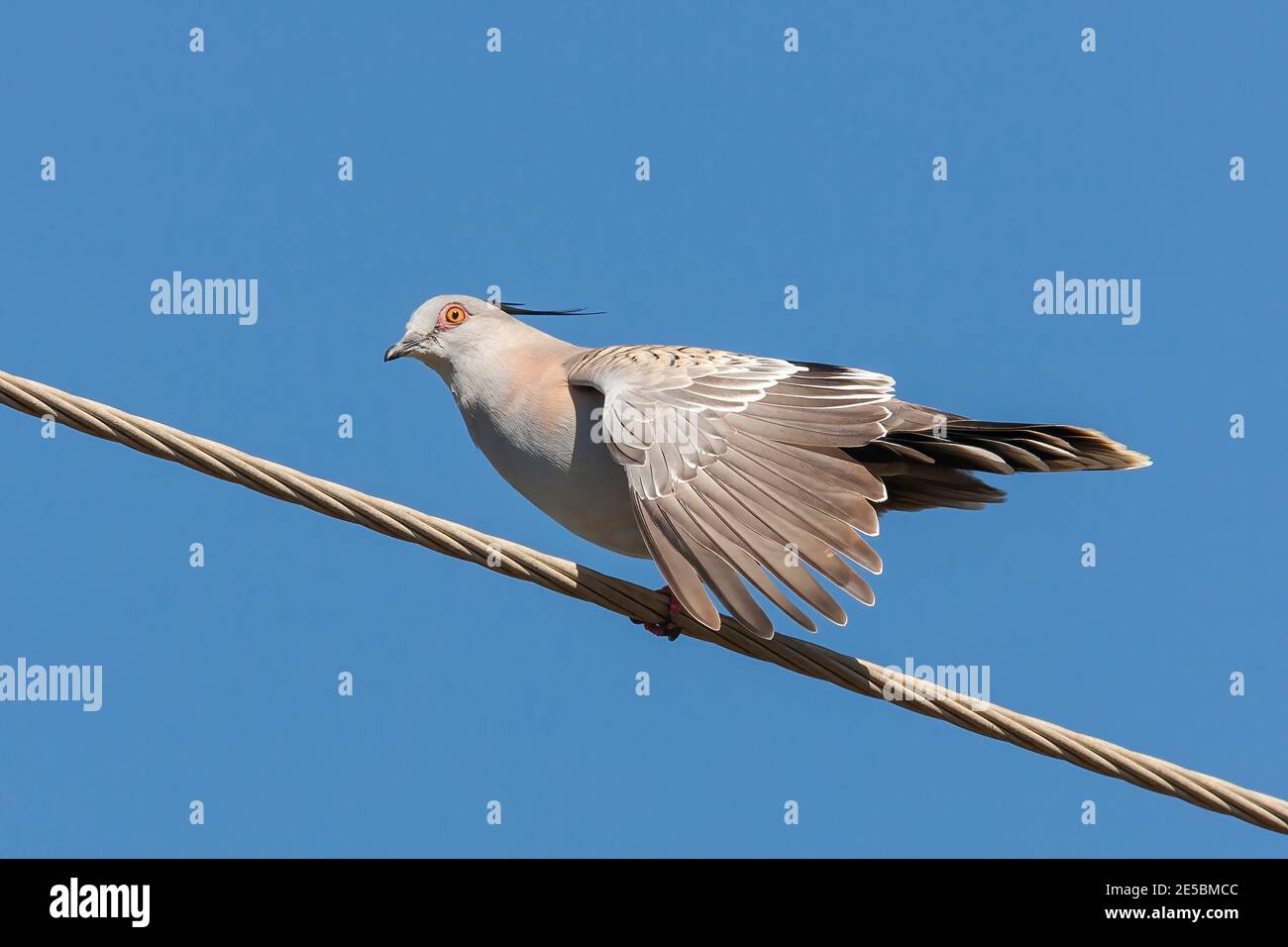 Crested Pigeon, Yeponon, Australia, 14 agosto 2007 Foto Stock
