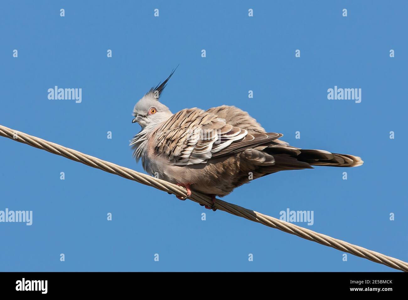 Crested Pigeon, Yeponon, Australia, 14 agosto 2007 Foto Stock