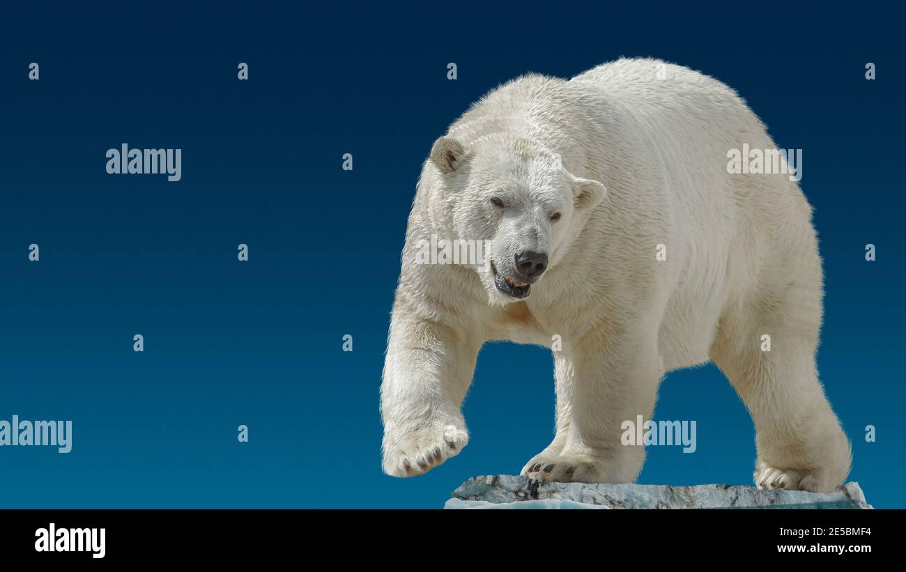 Banner con grande orso polare in piedi a piccolo iceberg chunk in gradiente blu cielo sfondo con copia spazio, primo piano, dettagli Foto Stock
