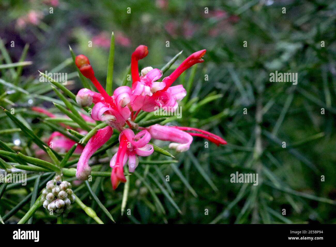 Grevillea rosmarinifolia Rosemary grevillea - fiore rosa Spider – fiori rosa avvolti con foglie ad ago, gennaio, Inghilterra, Regno Unito Foto Stock