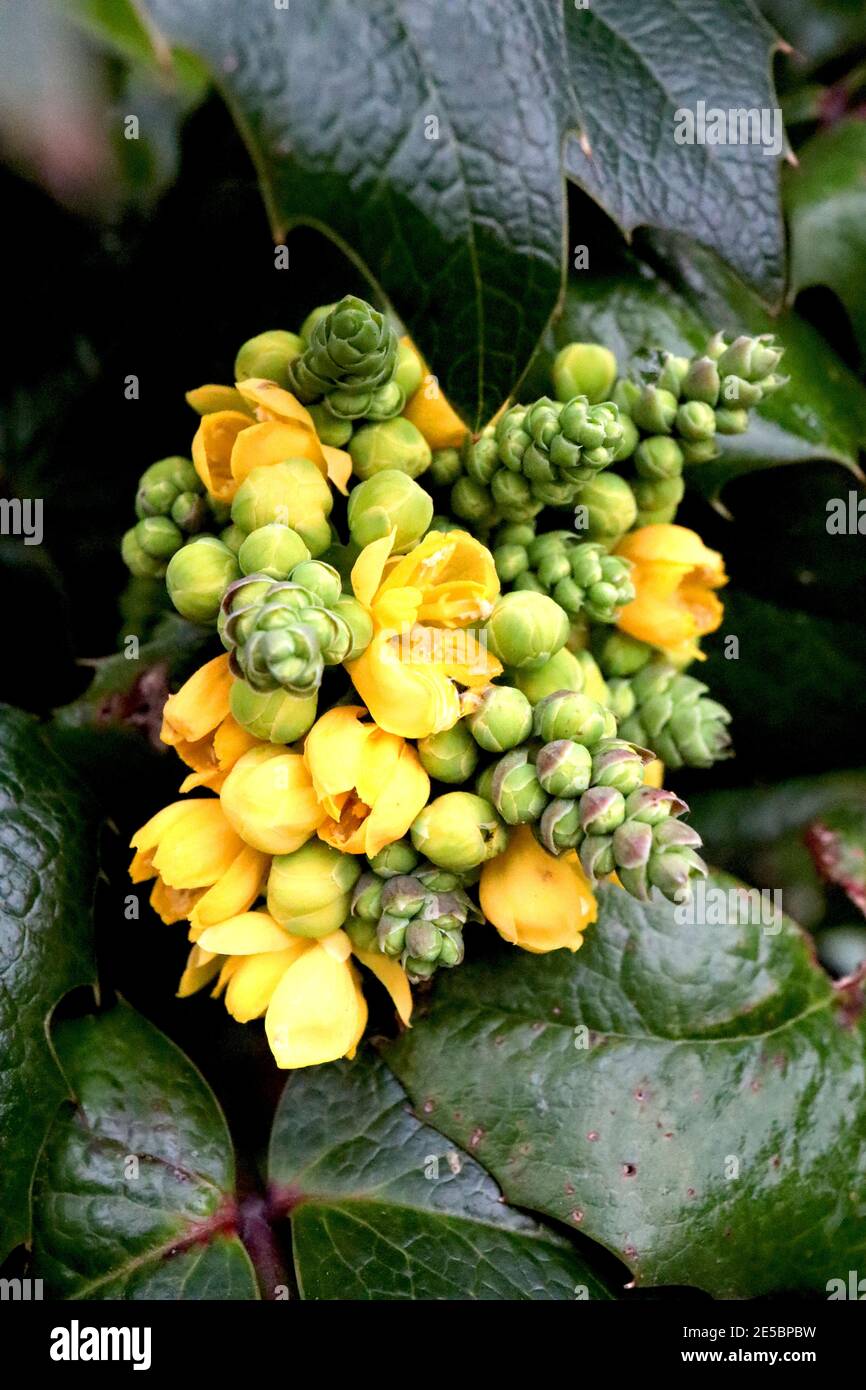 Mahonia aquifolium Oregon Grape – piccole punte coniche di fiori gialli profumati in cima alle foglie spinose, gennaio, Inghilterra, Regno Unito Foto Stock