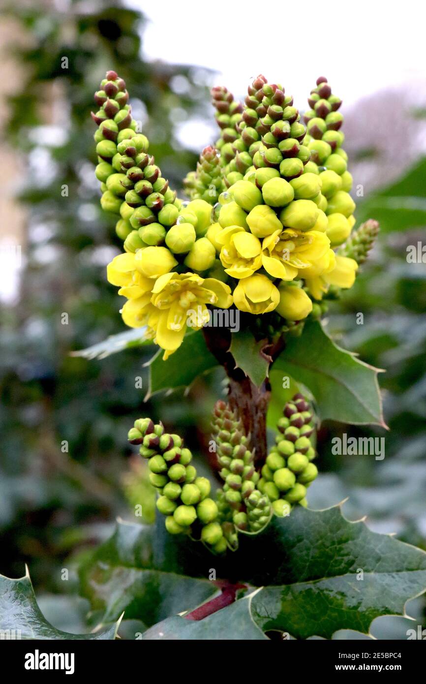 Mahonia aquifolium Oregon Grape – piccole punte coniche di fiori gialli profumati in cima alle foglie spinose, gennaio, Inghilterra, Regno Unito Foto Stock