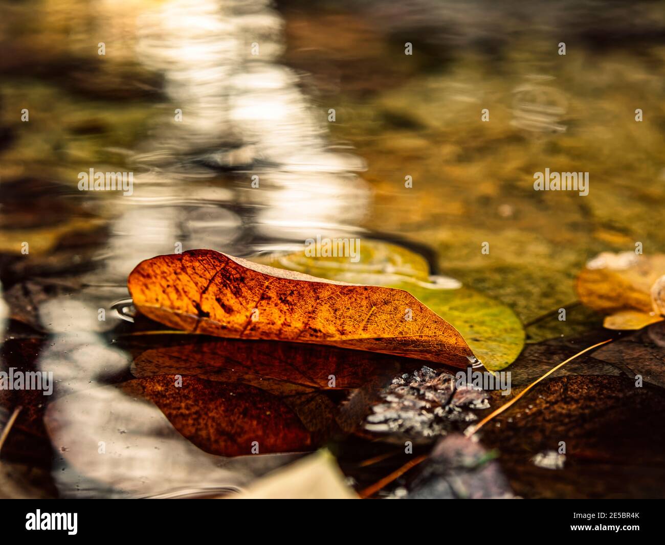 Poco prima di ritornare al grembo comune di tutti noi, una foglia solitaria poggia delicatamente sulla superficie dell'acqua seguendo il percorso della luce. Foto Stock