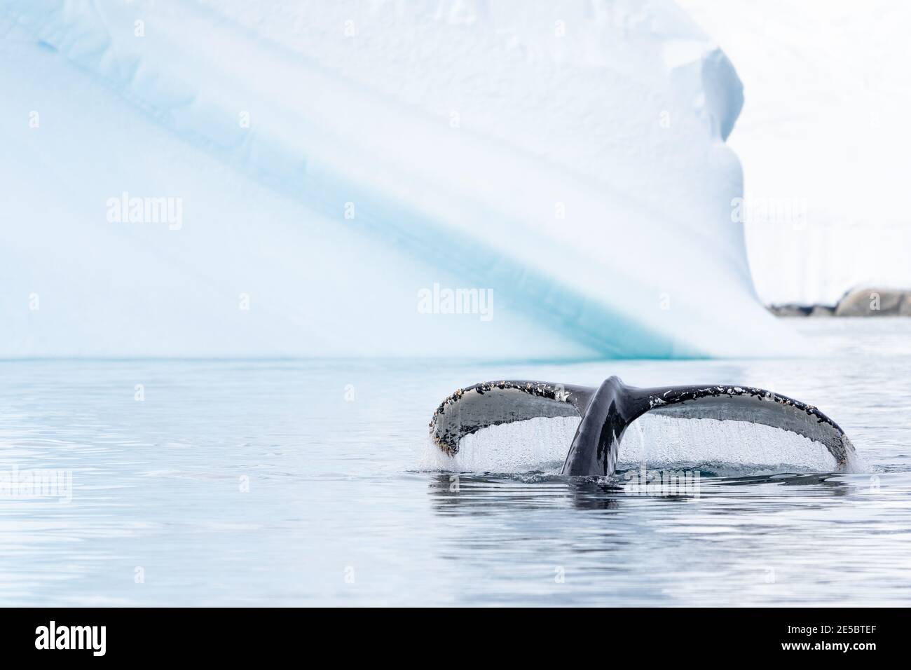 Una balena di ritorno mostra il suo fluke vicino a un grande iceberg In Antartide Foto Stock