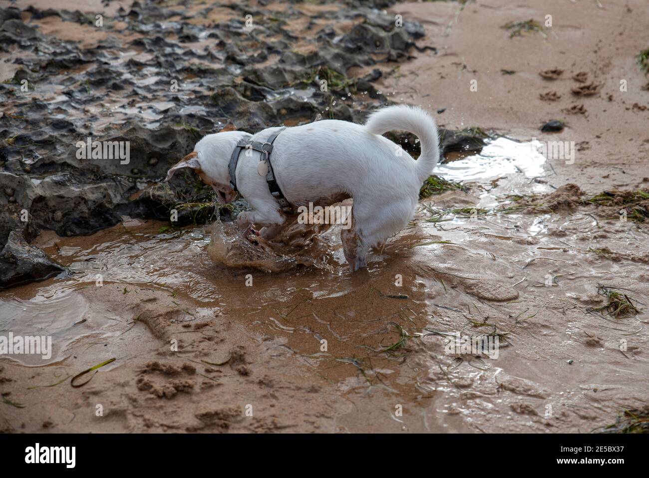 cucciolo che gioca sulla spiaggia Foto Stock