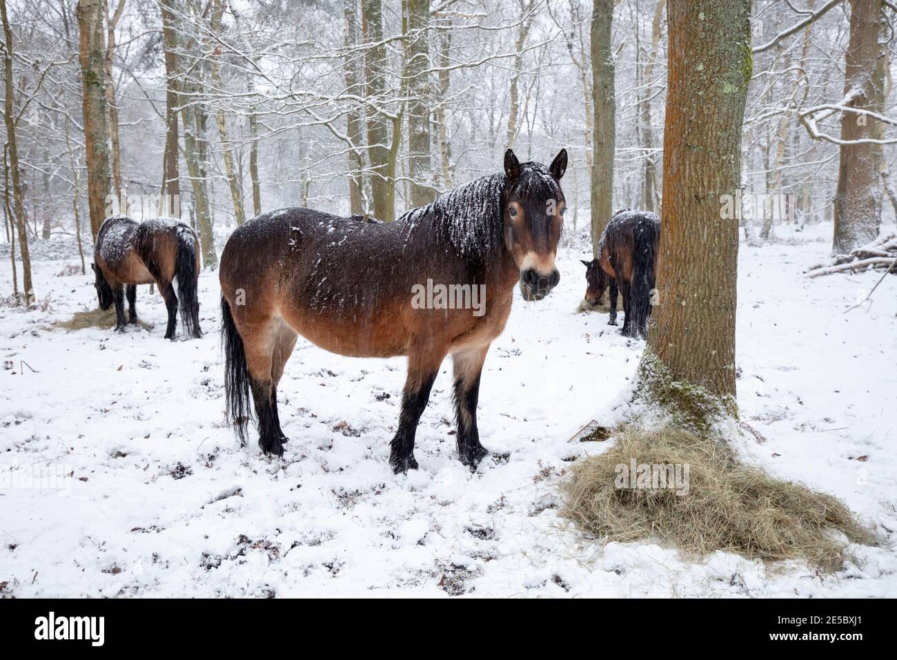 Pony selvaggi essendo alimentati mucchi di fieno in boschi innevati, Snelsmore Common, Newbury, Berkshire, Inghilterra, Regno Unito, Europa Foto Stock
