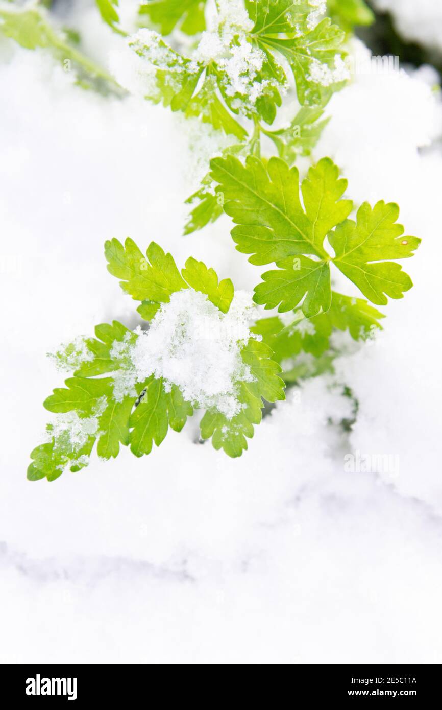 Il prezzemolo verde cresce in giardino in inverno sotto il neve Foto Stock