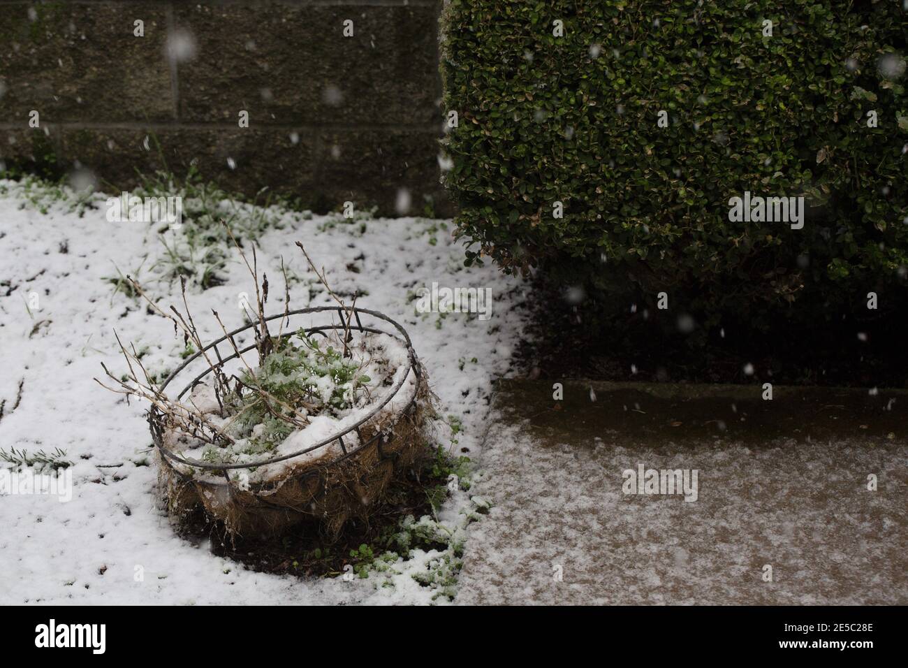 Neve che cade su un patio e un contenitore di fiori. Foto Stock