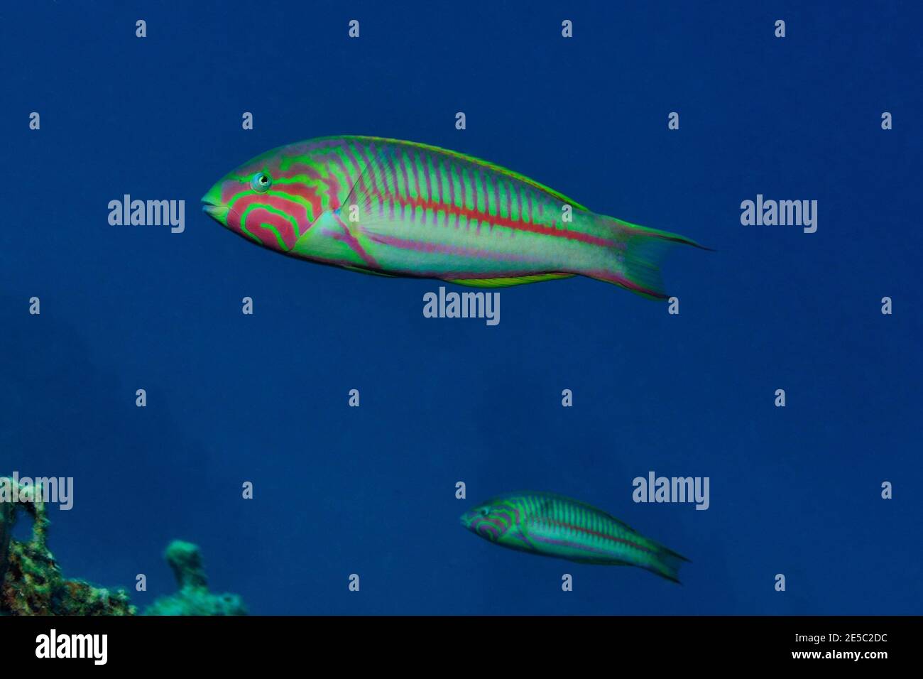 Thalassoma rueppellii, Thalassoma klunzingeri, klunzinger's wrasse, Regenbogen-Lippfisch, maschio, Männchen, Coraya Beach, Rotes Meer, Ägypten, Mar Rosso Foto Stock