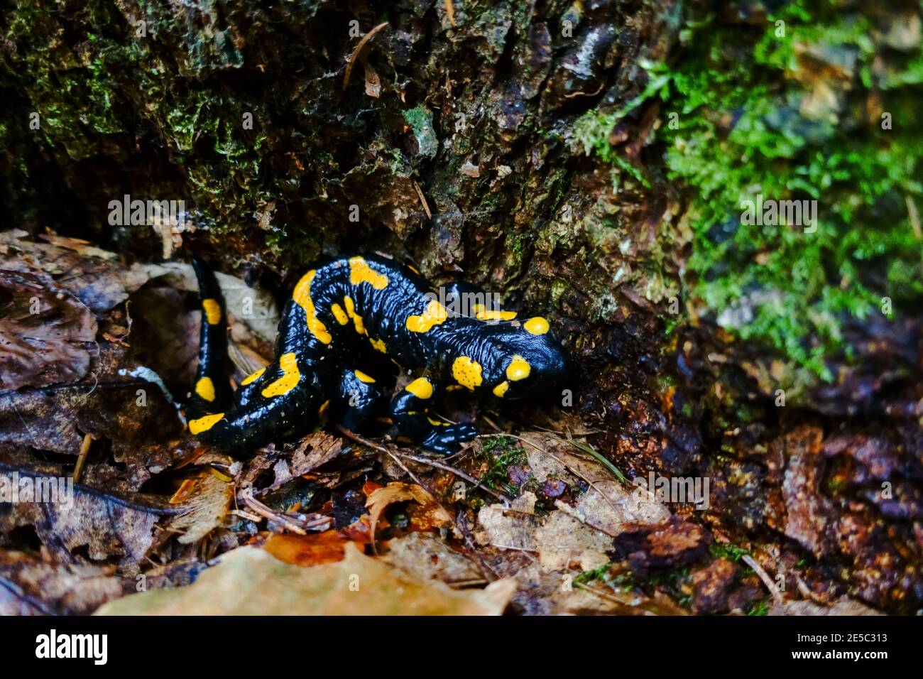 fuoco salamander vicino ad un albero nella foresta dopo la pioggia Foto Stock